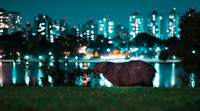 The Adorable World of Capybaras: Discover Why these Cute Creatures Have Everyone Smitten!